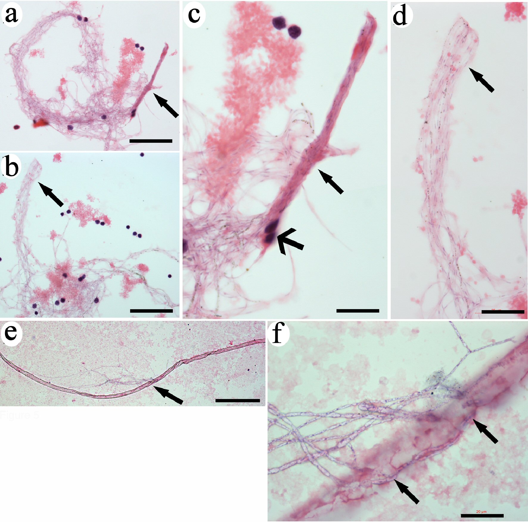 Figure 5. 